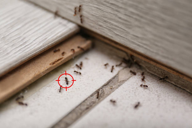 Best Cockroach Control Services  in Apache, OK