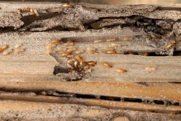 Best Best Pest Control Companies  in Apache, OK