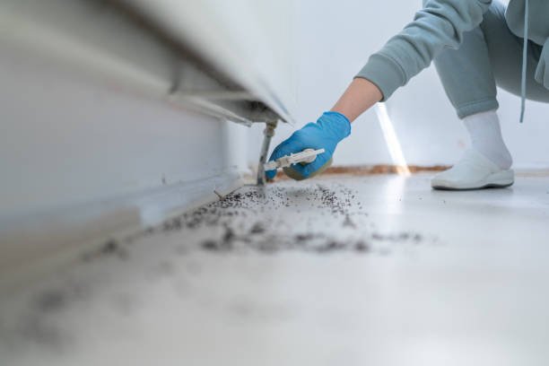 Best Local Pest Control Services  in Apache, OK